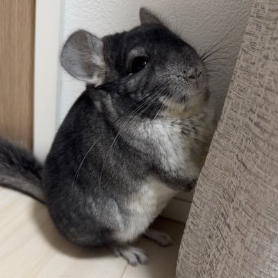 2025.03.23〜チンチラ飼いはじめました😊好奇心旺盛な元気な男の子です😊名前は【ぽん】です!無言フォロー失礼致します!チンチラを飼ってる皆さんと繋がりたい!チンチラ初心者ですが、よろしくお願いします🥺 #チンチラ #チンチラのいる暮らし