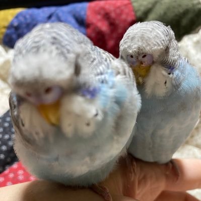 セキセイインコ🐣⸜🫶⸝あめちゃん&しろちゃん夫婦🐥ゆず&はく、くぅちゃん&るぅちゃん(あめしろの子供)6羽と、オカメインコの喜助(︎︎ ♀、)先住🐈🐾の前田慶次と暮らしてます。