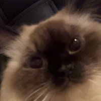 naura 3/5 (@liyy4h) 's Twitter Profile