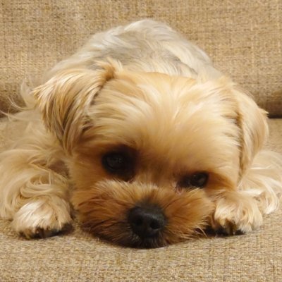 masakane55's profile picture. アジャイルとサイバーセキュリティが好き/CISSP/RISS/CSM/CSPO/柔道/筋トレ/広島商船高等専門学校特命助教（サイバーセキュリティ担当）