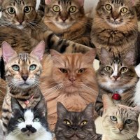 ☆⋆。𖦹°‧★ (@54ltur4t10ns) 's Twitter Profile
