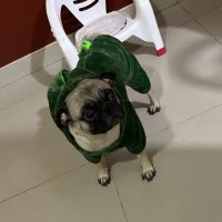 Vic (@victor_t07) 's Twitter Profile