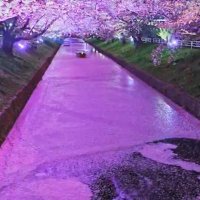 かなた (@nv0ha1) 's Twitter Profile