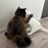sa11y ねこ渋滞🥷💎🔥 (@sa11y2086) 's Twitter Profile Photo