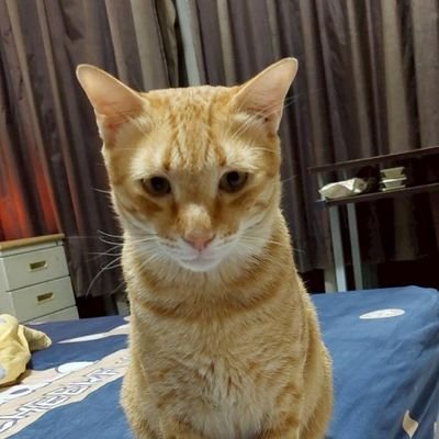 MTT Sports 完全免費 - 德州撲克 - 每週領比特幣
🏆 每天玩就對了!周賽第一名0.35 顆比特幣(BTC)
「登入後 - 頭像 - 設定 - 選中文」
🔗連結:
https://t.co/PiHYcL47Sm
