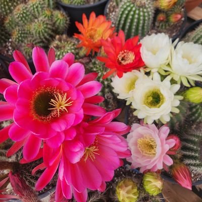 JaddyVic's profile picture. 