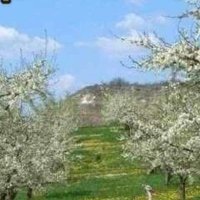 lütfü çetin ap (@memet238736) 's Twitter Profile