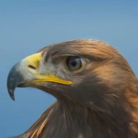 اربعيني شايب فحل الحديده (@fhl16718) Twitter profile photo