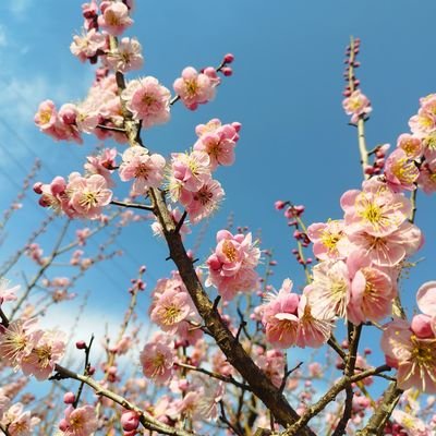 c9271337049219's profile picture. 30代♀︎ 一児子育て中/HbA1C  3月8(65kg)→7,1→6,7→6,5(60kg)→9月10月5.7🐹メトグルコ/フォシーガ/アムジロピン/リベルサス(10月一時止)💊無言フォローすみません🙇‍♀️μ'sは生きる希望ｩｯｯ!!