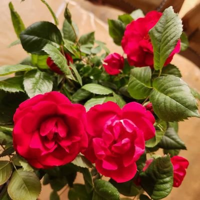 انی سلم لمن سالمکم و حرب لمن حاربکم الی یوم القیامه🌼🌻من زنده ام به عشق تو یا صاحب الزمان🌼🌻
💚ربنا لا تزغ قلوبنا بعد اذ هدیتنا💚
