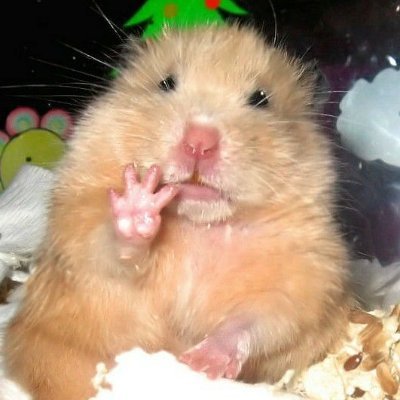 Seinto_gato's profile picture. 