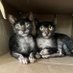 Emerald Coast Lykoi (@floridalykoi) Twitter profile photo Emerald Coast Lykoi (@floridalykoi) Twitter profile photo
