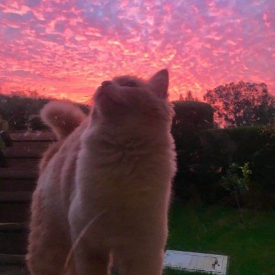 Lunarblasters's profile picture. Welcome to the progress level dump, things like unfinished projects and finished parts are posted. All reqs will be accepted!
Main: @TheFakeBlaster