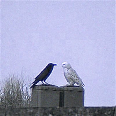 zxvexers's profile picture. 