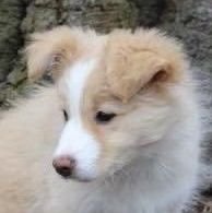 n3sujk's profile picture. 20 yo doggie, plural, any pronouns