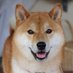 しば犬のセラピスト応援アカウント (@shibainu_ouen) Twitter profile photo しば犬のセラピスト応援アカウント (@shibainu_ouen) Twitter profile photo
