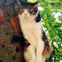 アンバーという名の猫🎸🐈✨ (@happyspring7) 's Twitter Profile Photo アンバーという名の猫🎸🐈✨ (@happyspring7) 's Twitter Profile Photo