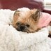 Brussels_Griffon🐾 (@mariat0224) Twitter profile photo Brussels_Griffon🐾 (@mariat0224) Twitter profile photo