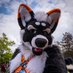 Raigho Husky (@raighohusky) Twitter profile photo Raigho Husky (@raighohusky) Twitter profile photo