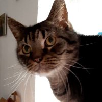 Filou1893 (@filou189391567) 's Twitter Profile