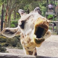 zobarba (@n4ly4t) Twitter profile photo