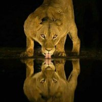 م.محمد الكحلاني (@eng_al_kohlani) Twitter profile photo