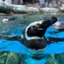 ペンギン会 (@penguinzooaqua) Twitter profile photo ペンギン会 (@penguinzooaqua) Twitter profile photo