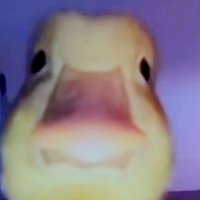 duck (@duck_457777) 's Twitter Profile