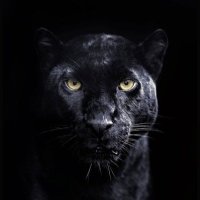 Panther🐈‍⬛ (@panther_100x) 's Twitter Profile Photo