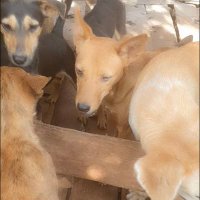 Patrick dog rescue shelter (@patrickdog20908) 's Twitter Profile