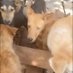Patrick dog rescue shelter (@patrickdog20908) Twitter profile photo Patrick dog rescue shelter (@patrickdog20908) Twitter profile photo