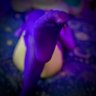 Sly Salamander