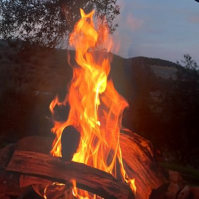 XaLed19250291's profile picture. 