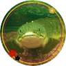 ApfelZukin2's profile picture. 名古屋在住の原則趣味人の趣味垢。アクアリウムに傾倒中→ポリプとオスカー可愛い。MT03ツーリング記のようなモノ。シノアリス赤茨。デグー&モルモット。稀に落書き。🌸☃️