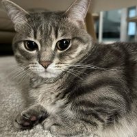 猫 (@hee_kim62169) 's Twitter Profile