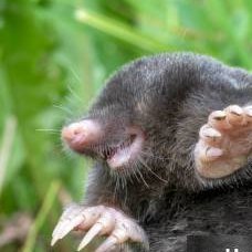 thelunarmole's profile picture. Share acc |  ENG / ESP | 
Full-time Mole
Thanks for pass by! _( :3」∠)_
-
https://t.co/iX2bcXgnI5