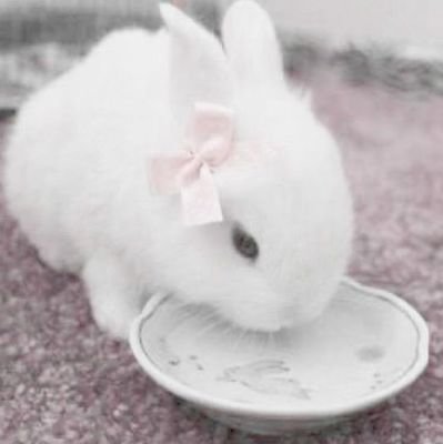 Bunnypop000's profile picture. 🐇
