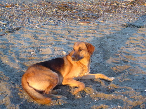 #WhiteRock BC. #quadriplegic   Dad. Husband. #hockey obsessed. #Oilers fan. just an old dog on a beach #42