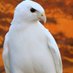 35ATMACA (@35pilaki) Twitter profile photo 35ATMACA (@35pilaki) Twitter profile photo