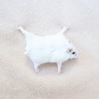 cement eater (@wakachama) 's Twitter Profile