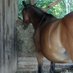 Horselover ζ 🐎❤️ (@horselover633) Twitter profile photo Horselover ζ 🐎❤️ (@horselover633) Twitter profile photo