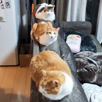 楽天モバイル_社員紹介 (@rmobile_shain) 's Twitter Profile