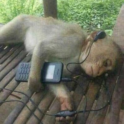 mystical_froggi's profile picture. 