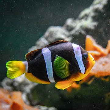 duyenhtm001's profile picture. @Atleta_Network