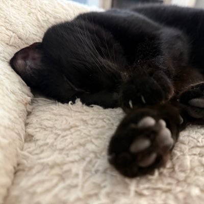 🇮🇳🇮🇹🇬🇷🇮🇪 | INFJ | 🐈 Mom | Royalist 👑| 🚷Sugar-Free Zone 💛: history, animals/nature, genealogy, & homeopathy