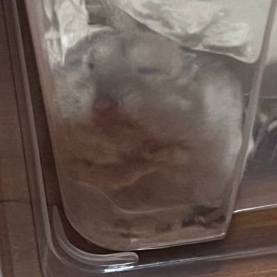 ( ◠‿◠ )さんのプロフィール画像
