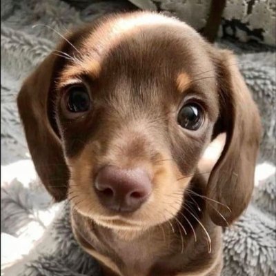 ZOEYsolcuty's profile picture. $ZOEY :) Officially The Cutest DOG on the Biggest Degen Network- SOLANA