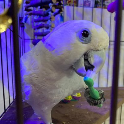 小学生3人年子の母。ソロモンオウム、キビタイボウシインコ、ボルゾイ、ミニチュアダックス、クサガメ、レオパ。。引きこもり主婦。(JW二世。未水没でもある)