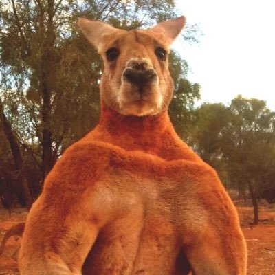 PickledRicko's profile picture. 