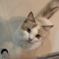 nan่a🐱ྀི (@comeherelala) 's Twitter Profile